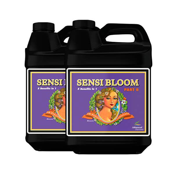 Sensi Bloom B